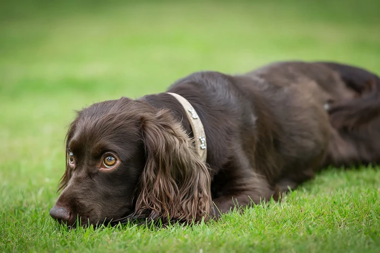 Những điều cần biết về Boykin Spaniels