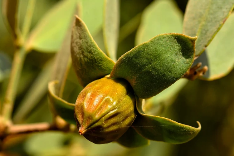 Lợi ích sức khỏe của dầu Jojoba