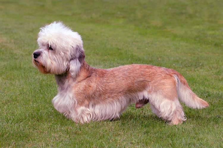 Những điều cần biết về Dandie Dinmont Terriers