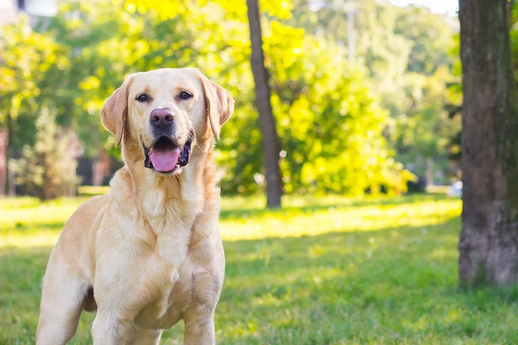 Những điều cần biết về chó Labrador Retriever