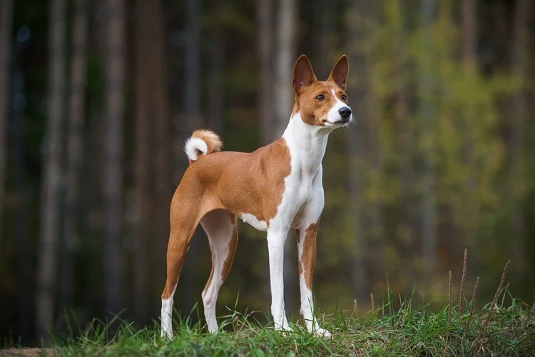 Những điều cần biết về Basenjis