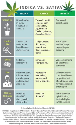 Indica và Sativa: Sự khác biệt là gì?