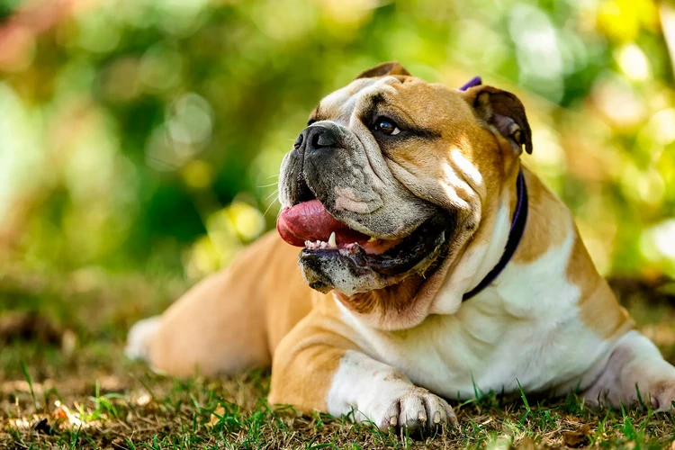 Những điều cần biết về chó Bulldog