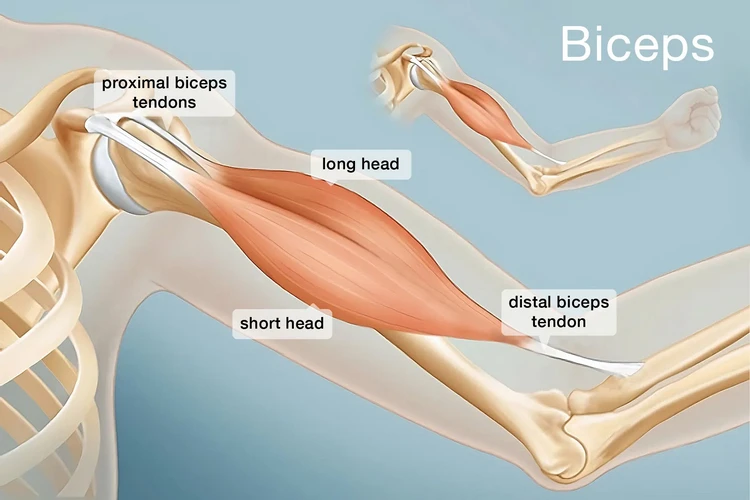 Những điều cần biết về đứt cơ nhị đầu