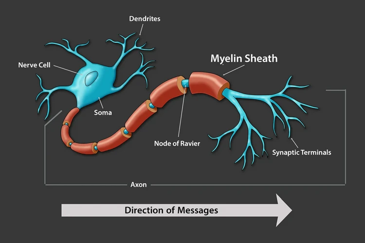 Bao myelin: Những điều cần biết