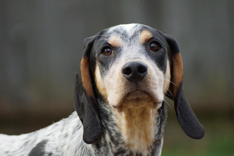 Những điều cần biết về Bluetick Coonhounds