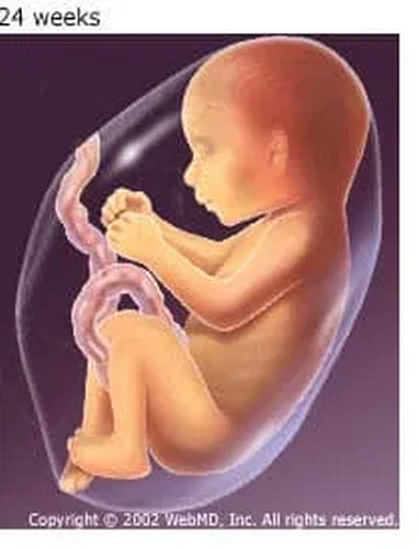 Tam cá nguyệt thứ hai: Sự phát triển và tăng trưởng của bé trong giai đoạn giữa thai kỳ Tam cá nguyệt thứ hai: Sự phát triển và tăng trưởng của bé trong giai đoạn giữa thai kỳ