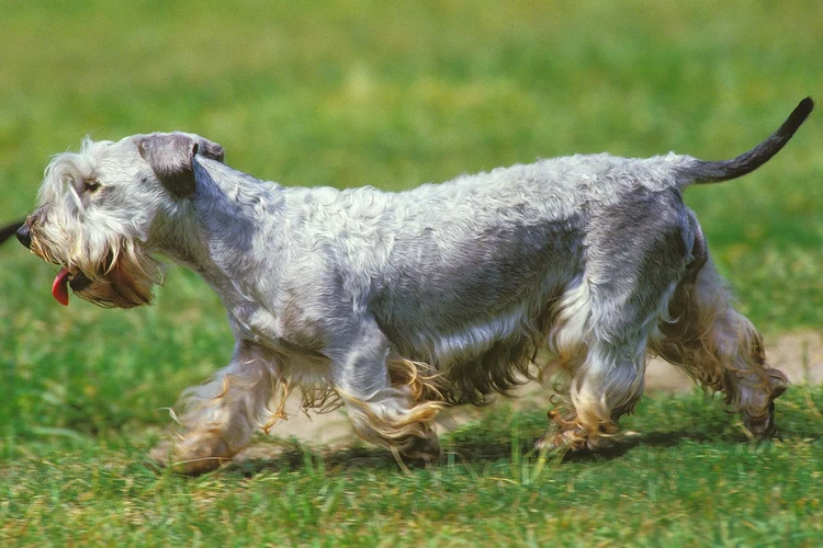 Những điều cần biết về chó Cesky Terrier