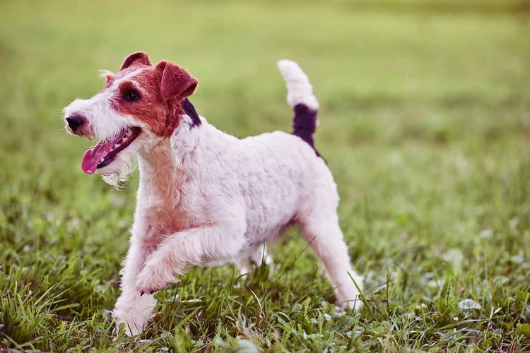 Những điều cần biết về Wire Fox Terriers