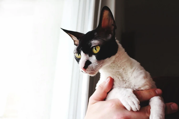 Những điều cần biết về Cornish Rex