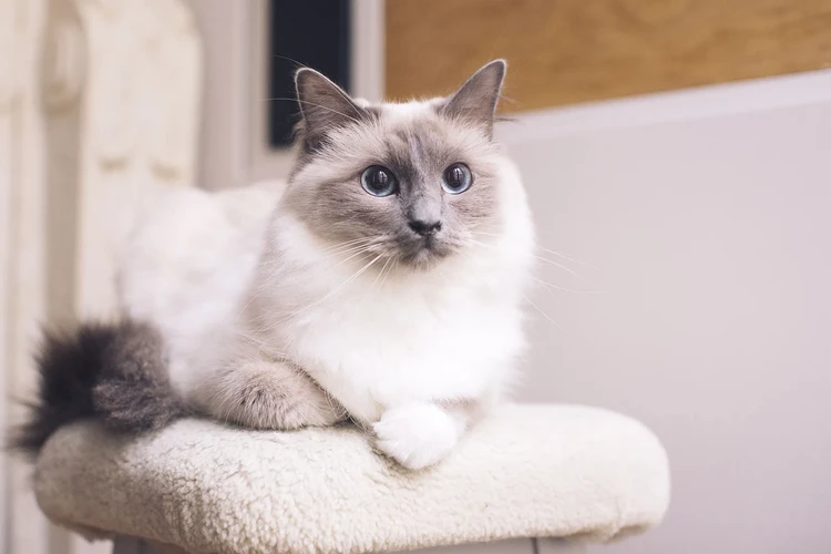 Những điều cần biết về mèo Ragdoll