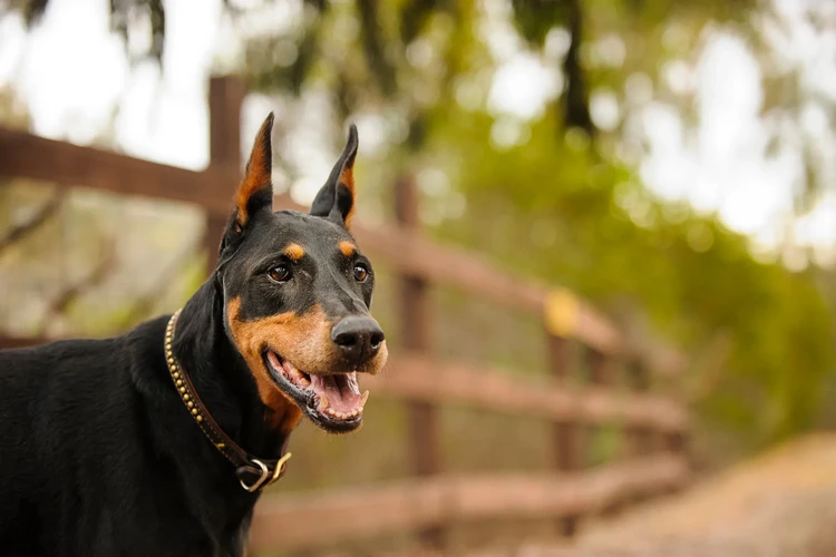 Những điều cần biết về chó Doberman Pinscher