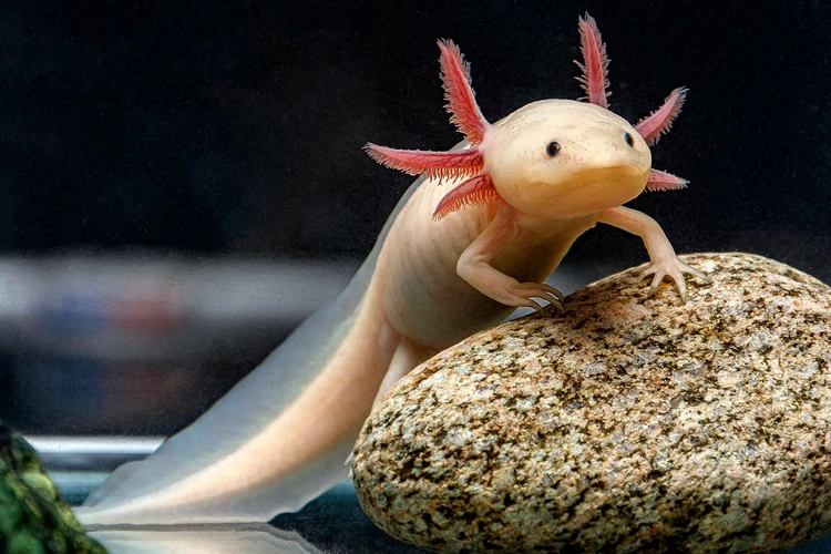 Axolotl là gì?