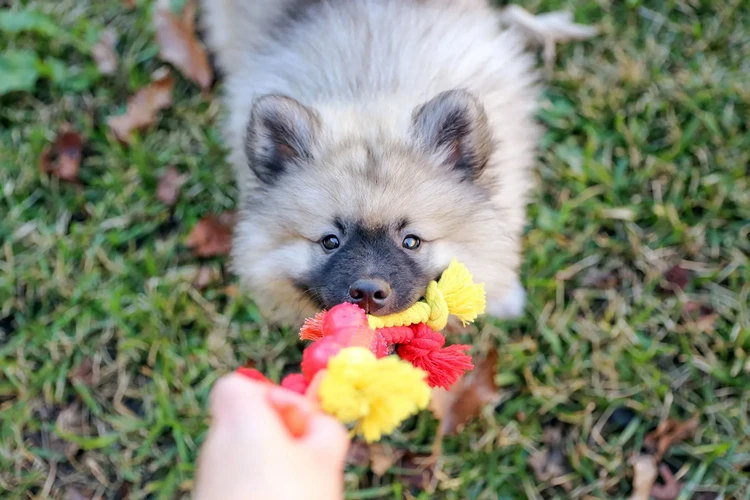 Những điều cần biết về Keeshond