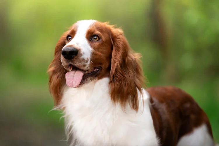 Những điều cần biết về chó Welsh Springer Spaniel