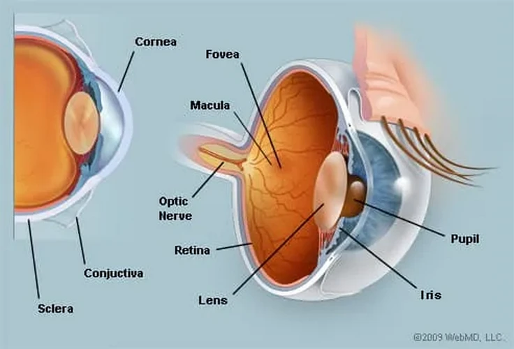 Một bức tranh về mắt