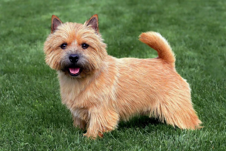 Những điều cần biết về Norwich Terriers