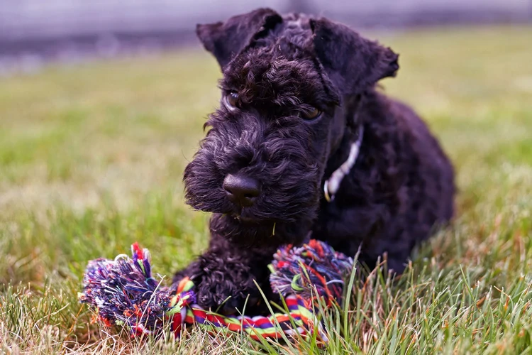 Những điều cần biết về Kerry Blue Terriers