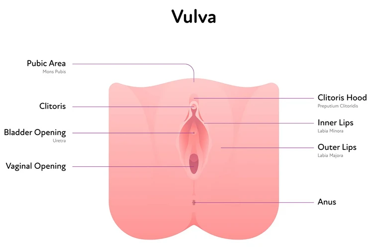 Tự kiểm tra âm đạo là gì?