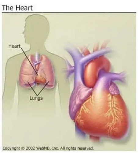 Bệnh tim: Các loại, nguyên nhân và triệu chứng