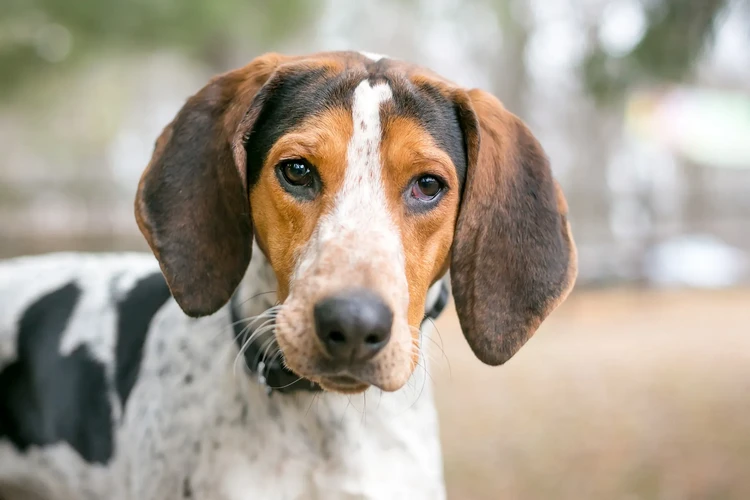 Những điều cần biết về Treeing Walker Coonhound