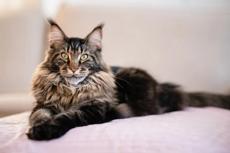 Những điều cần biết về mèo Maine Coon