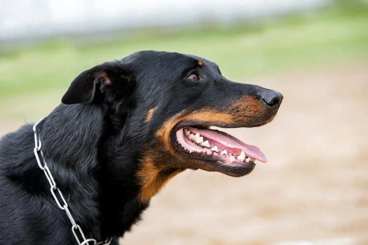 Những điều cần biết về Beaucerons