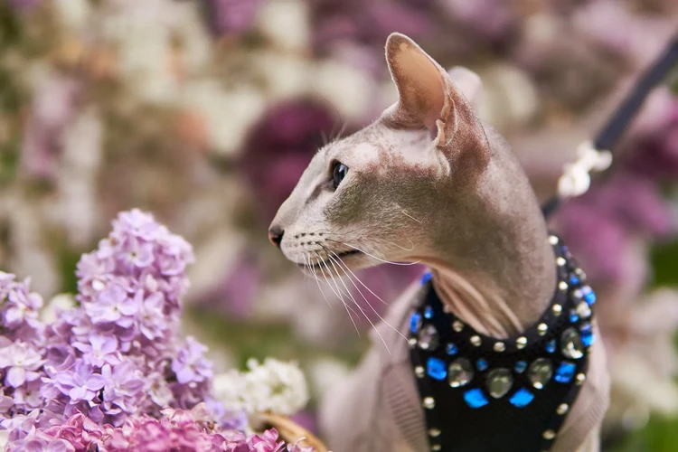 Những điều cần biết về Peterbald