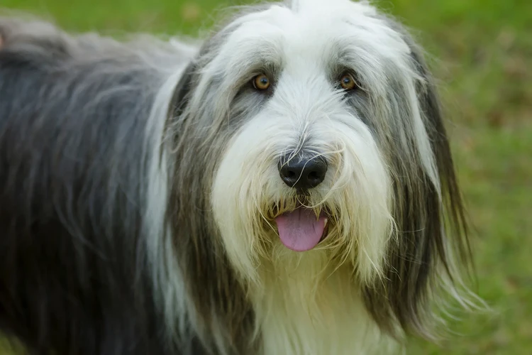 Những điều cần biết về Bearded Collie