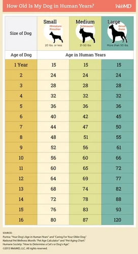 Tính tuổi của chó: Chó của bạn bao nhiêu tuổi?