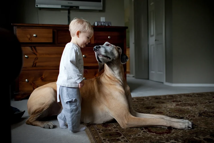 Những điều cần biết về Great Danes