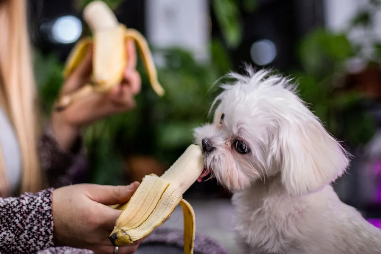 Chó có thể ăn chuối không?