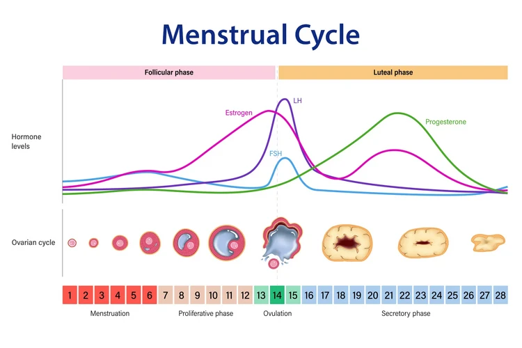 Tác động của Estrogen lên Cảm xúc và Tâm trạng của Phụ nữ