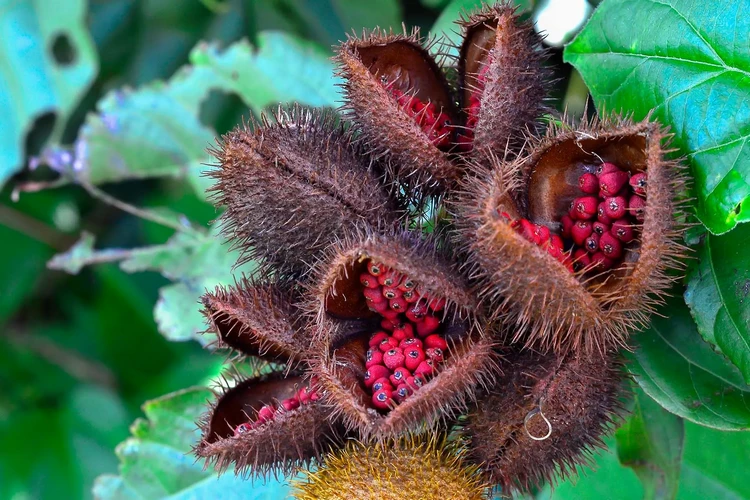 Annatto là gì?