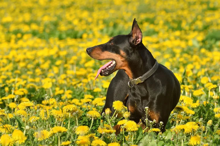 Những điều cần biết về chó Pinscher Đức