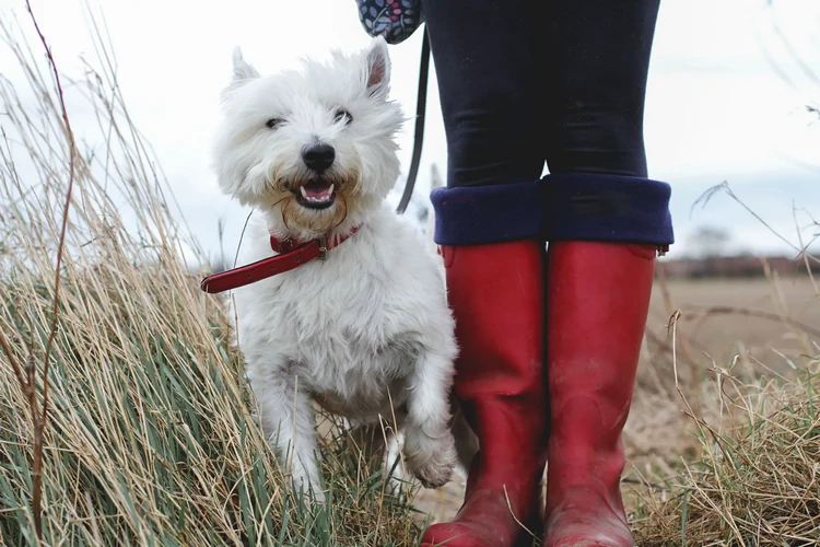 Những điều cần biết về West Highland White Terriers