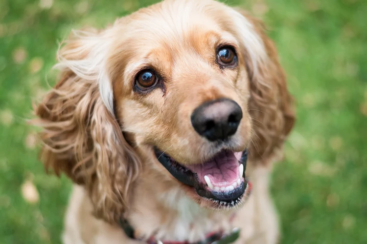 Tất cả về American Cocker Spaniels