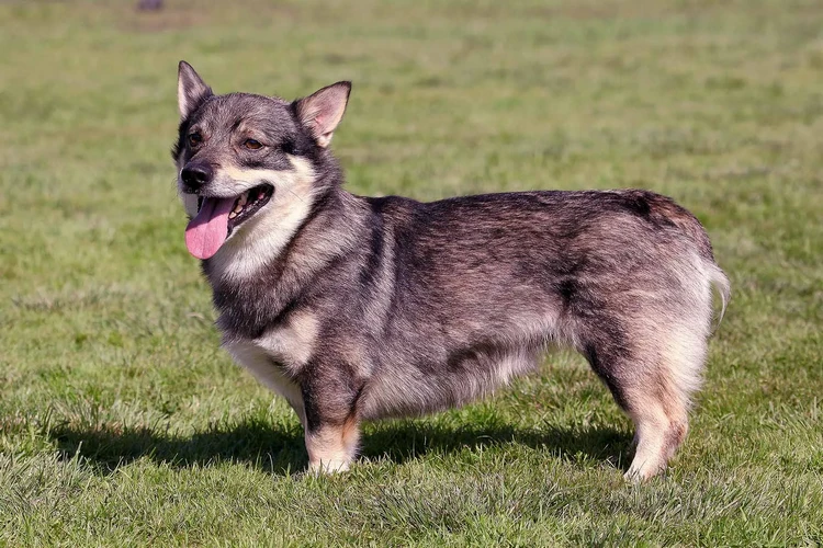 Những điều cần biết về chó Vallhund Thụy Điển