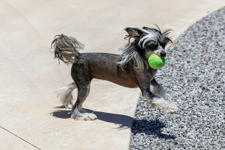 Những điều cần biết về Grand Basset Griffon Vendéen