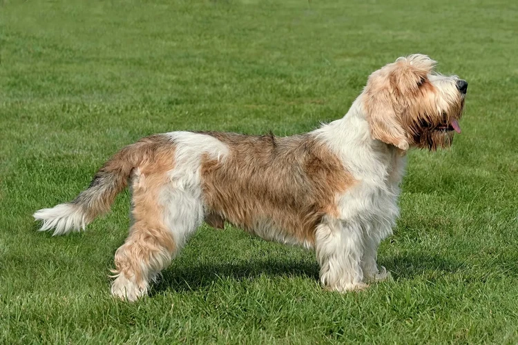 Những điều cần biết về Petit Basset Griffon Vendéen