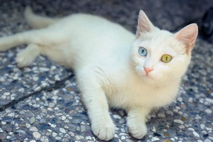 Những điều cần biết về mèo Turkish Van