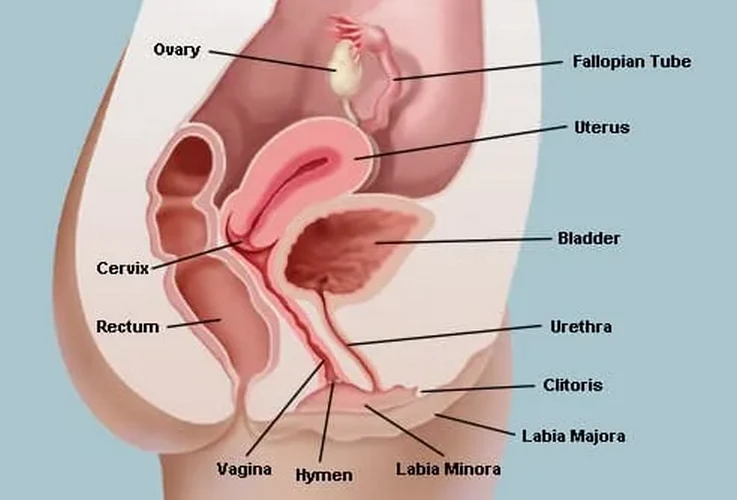 Tự kiểm tra âm đạo là gì?