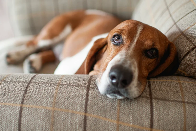 Tất cả về Basset Hounds