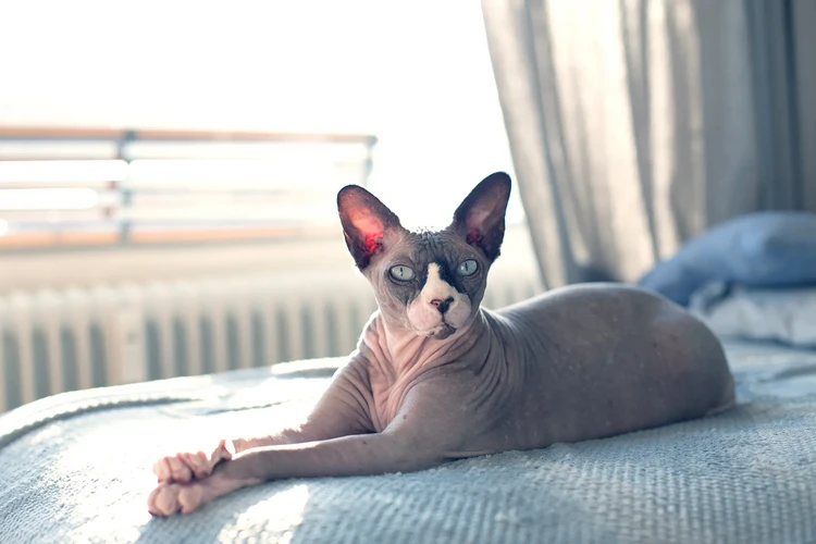 Những điều cần biết về mèo Sphynx