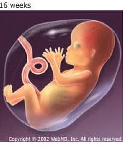 Tam cá nguyệt thứ hai: Sự phát triển và tăng trưởng của bé trong giai đoạn giữa thai kỳ Tam cá nguyệt thứ hai: Sự phát triển và tăng trưởng của bé trong giai đoạn giữa thai kỳ