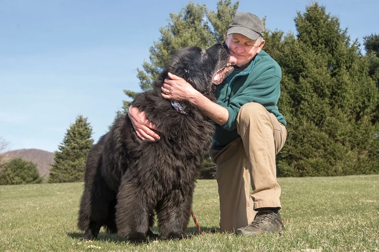 Những điều cần biết về Newfoundlands