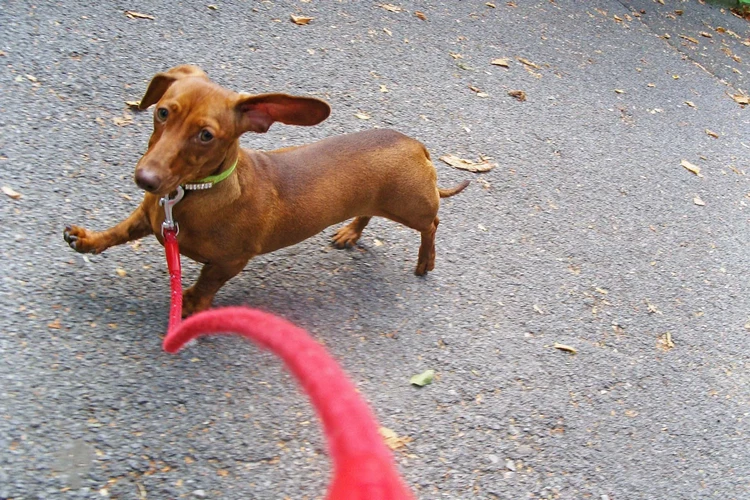 Những điều cần biết về chó Dachshund