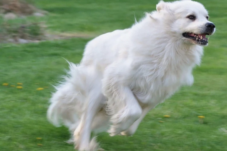 Những điều cần biết về Great Pyrenees