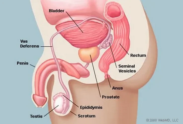 Triệu chứng ung thư tuyến tiền liệt