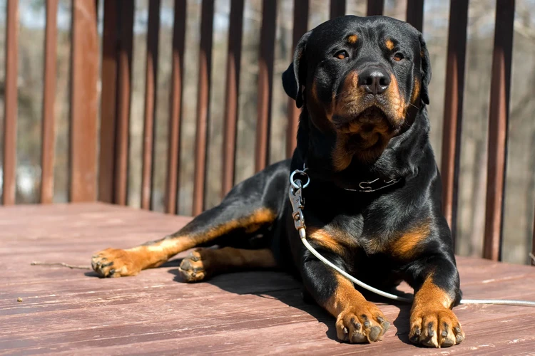 Những điều cần biết về chó Rottweiler